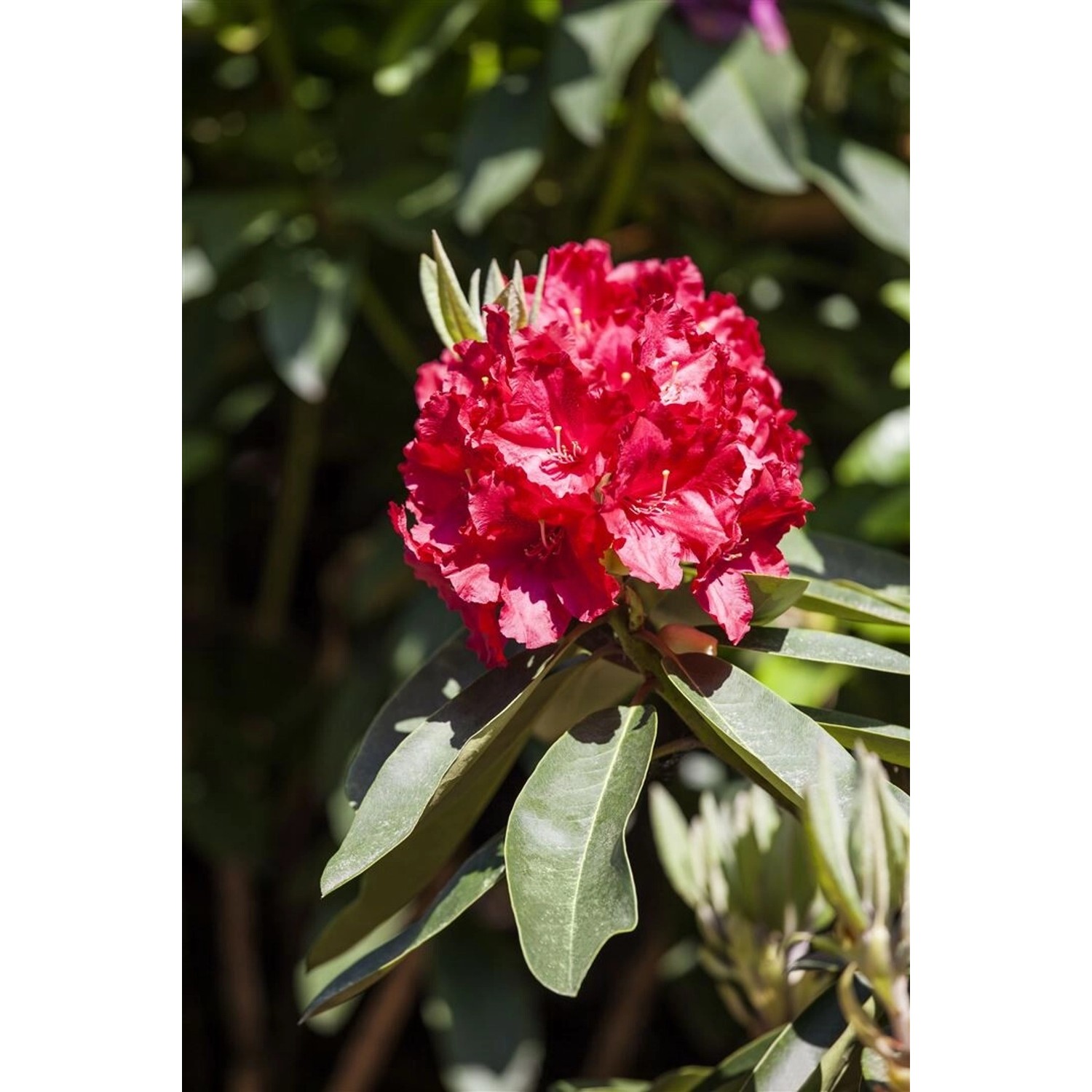 Rhododendron Hybr. Roter Korsar Rot 40–50 cm Rhododendron Hybr. Roter Korsar Rot 40–50 cm von Pflanzen für dich