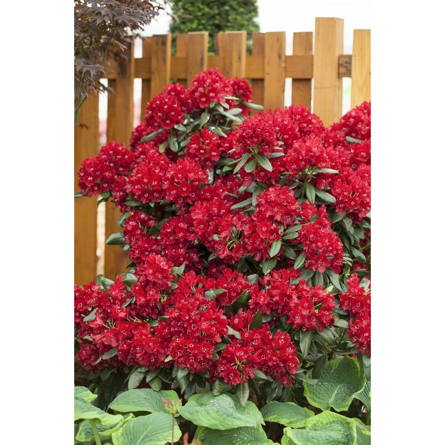 Rhododendron Hybr. Sammetglut Leuchtend Rot 30–40 cm Rhododendron Hybr. Sammetglut Leuchtend Rot 30–40 cm von Pflanzen für dich