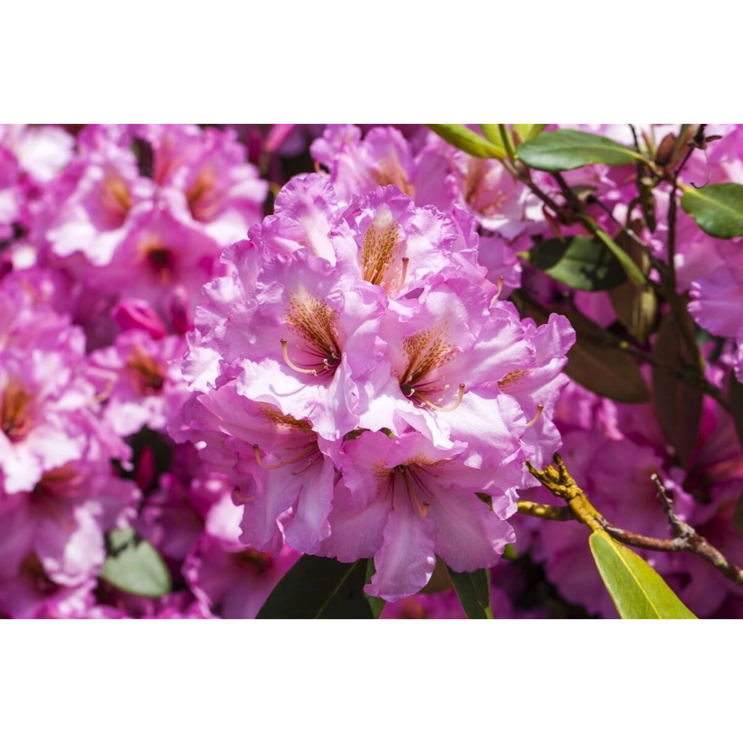 Rhododendron Hybr. Scintillation Rosa Blüten 40–50 cm von Pflanzen für dich