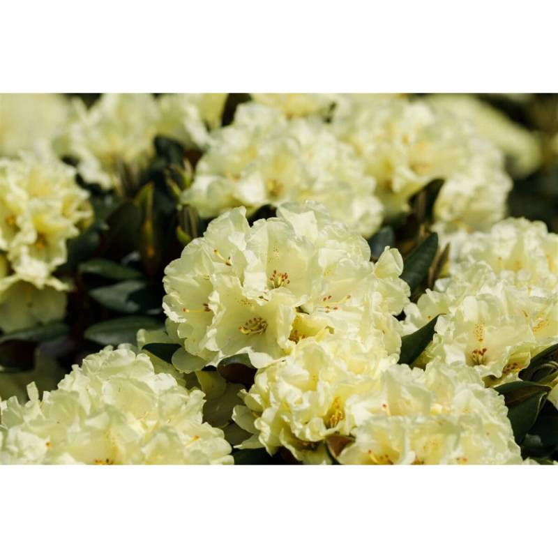 Rhododendron Hybr. Stadt Westerstede Gelb 30–40 cm von Pflanzen für dich