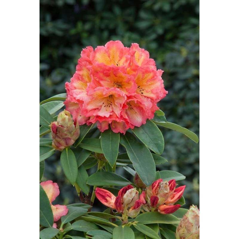Rhododendron Hybr. Sun Fire Leuchtend Gelb-Orange 30–40 cm von Pflanzen für dich