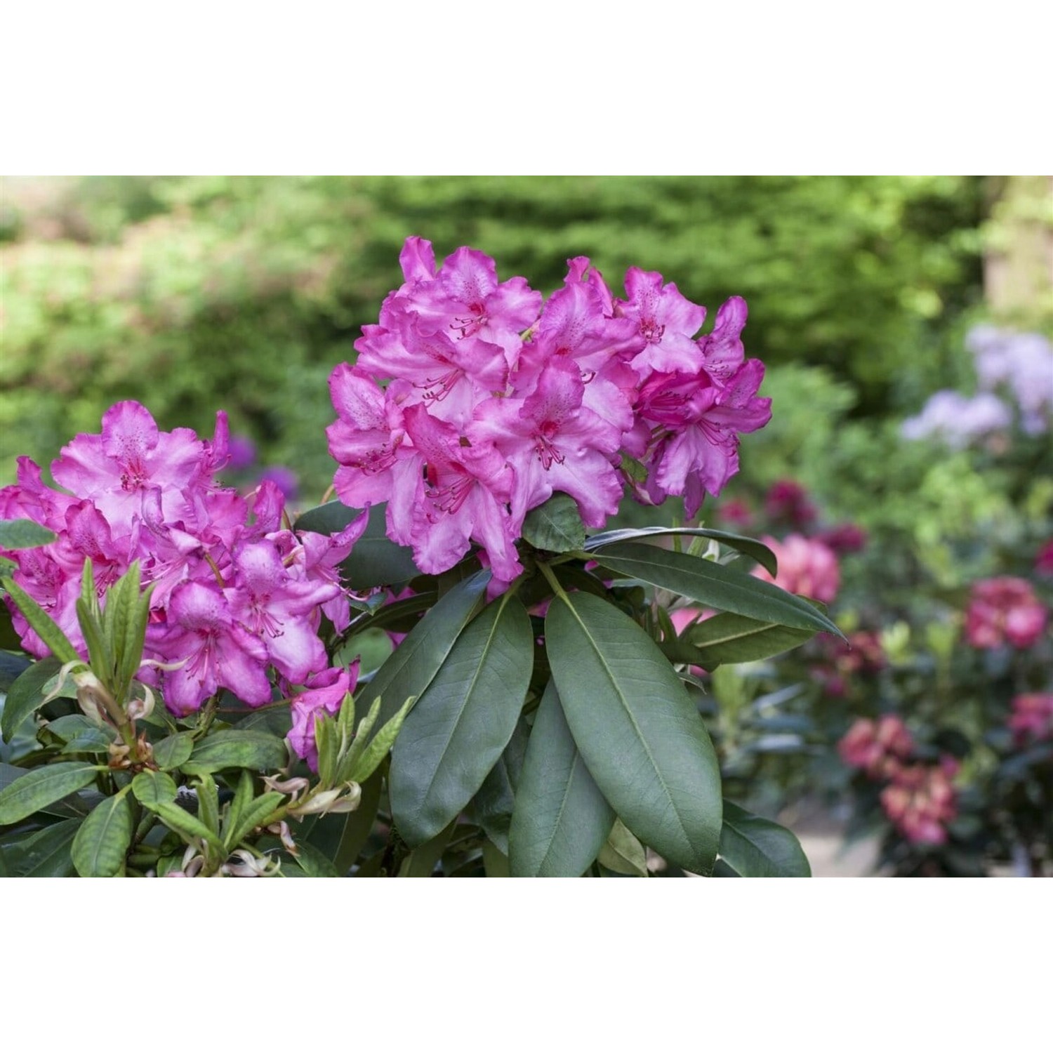 Rhododendron Hybr. Walküre Rosa Blüten 40–50 cm von Pflanzen für dich