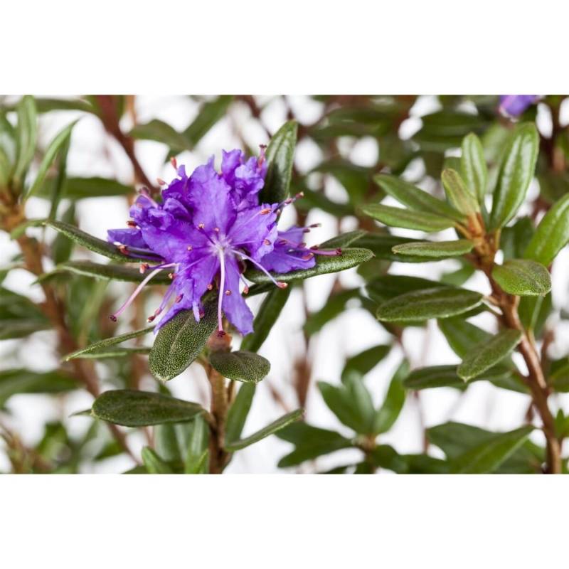 Rhododendron Impeditum Azurika Zwerg-Rhododendron Violett Ca. 11x11 cm Topf von Pflanzen für dich