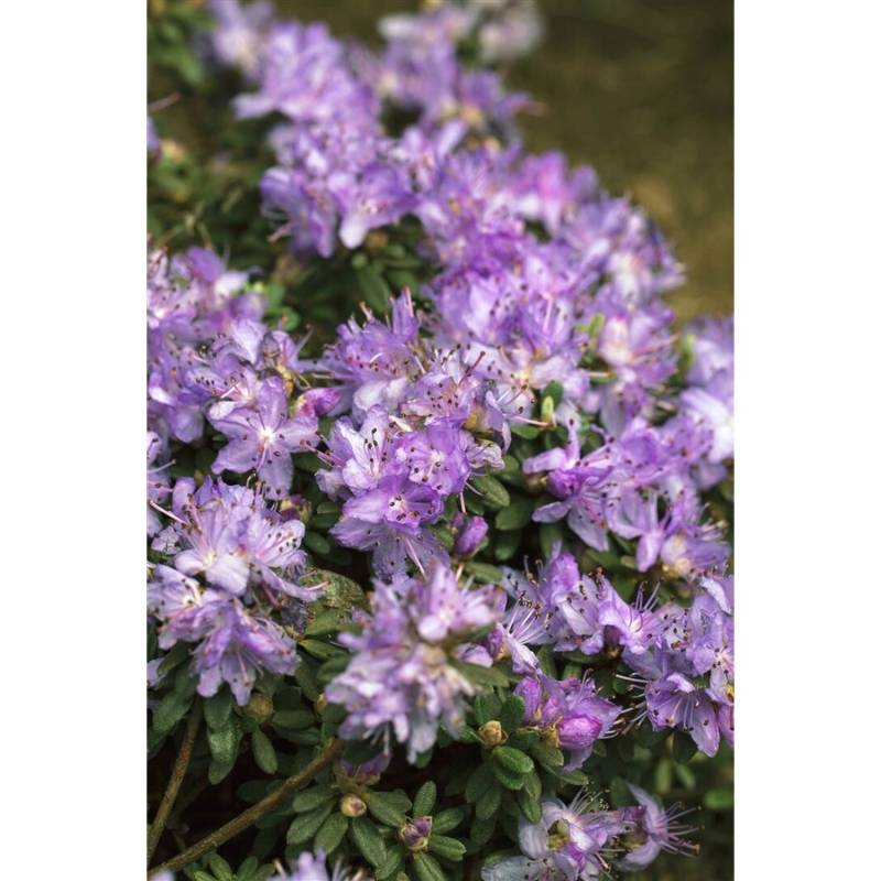 Rhododendron Impeditum Blaue Mauritius Zwerg-Rhododendron Blau 20–25 cm von Pflanzen für dich