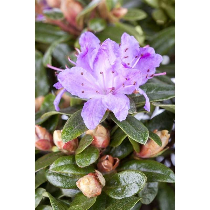 Rhododendron Impeditum Blue Tit Zwerg-Rhododendron Blau 15–20 cm Rhododendron Impeditum Blue Tit Zwerg-Rhododendron Blau 15–20 cm von Pflanzen für dich