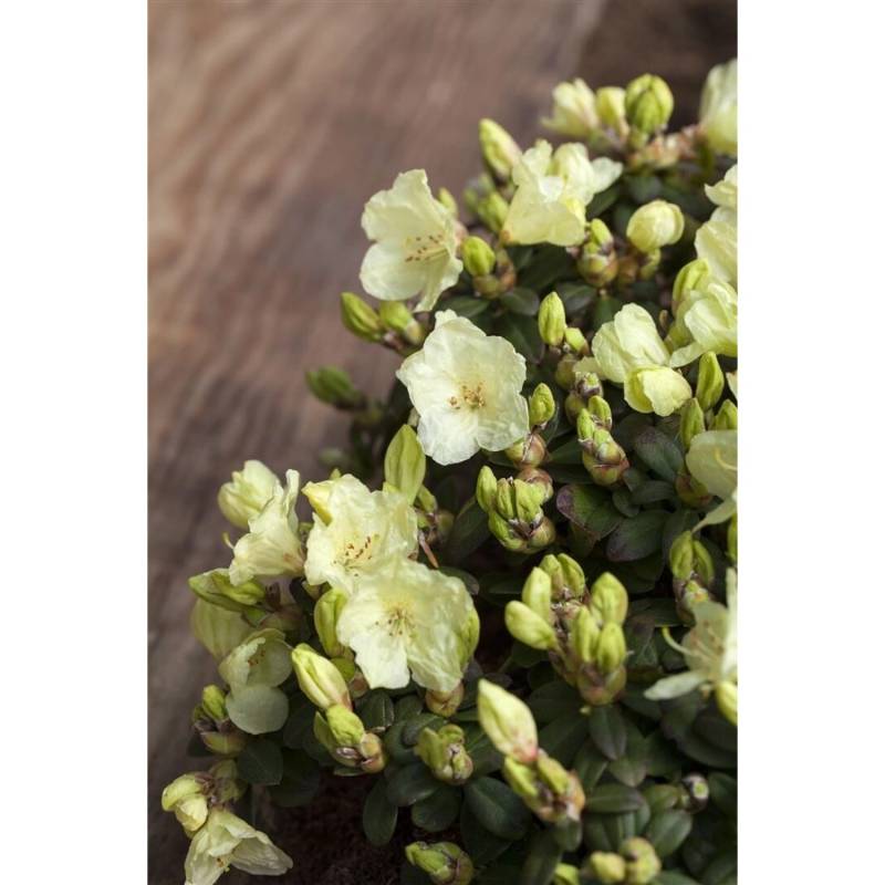 Rhododendron Ludlowii Wren Gelb 30–40 cm von Pflanzen für dich