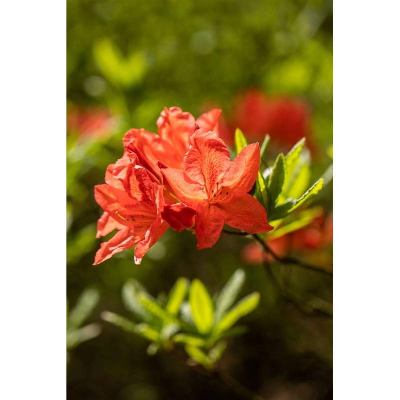 Rhododendron Luteum Fanal Gelb 30–40 cm von Pflanzen für dich