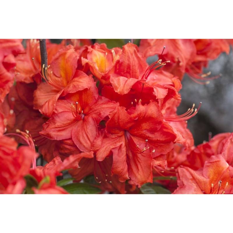 Rhododendron Luteum Feuerwerk Gelb-Orange 20–30 cm von Pflanzen für dich