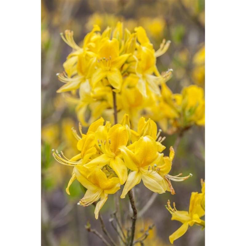 Rhododendron Luteum Golden Sunset Gelb 40–50 cm von Pflanzen für dich