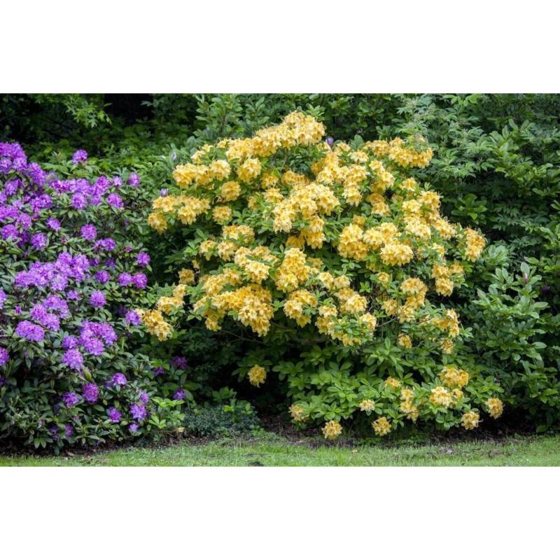 Rhododendron Luteum Goldpracht Gelb 50–60 cm von Pflanzen für dich