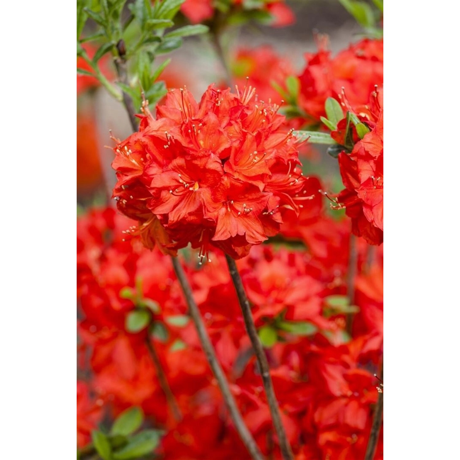 Rhododendron Luteum Nabucco Leuchtend Rot 30–40 cm Rhododendron Luteum Nabucco Leuchtend Rot 30–40 cm von Pflanzen für dich