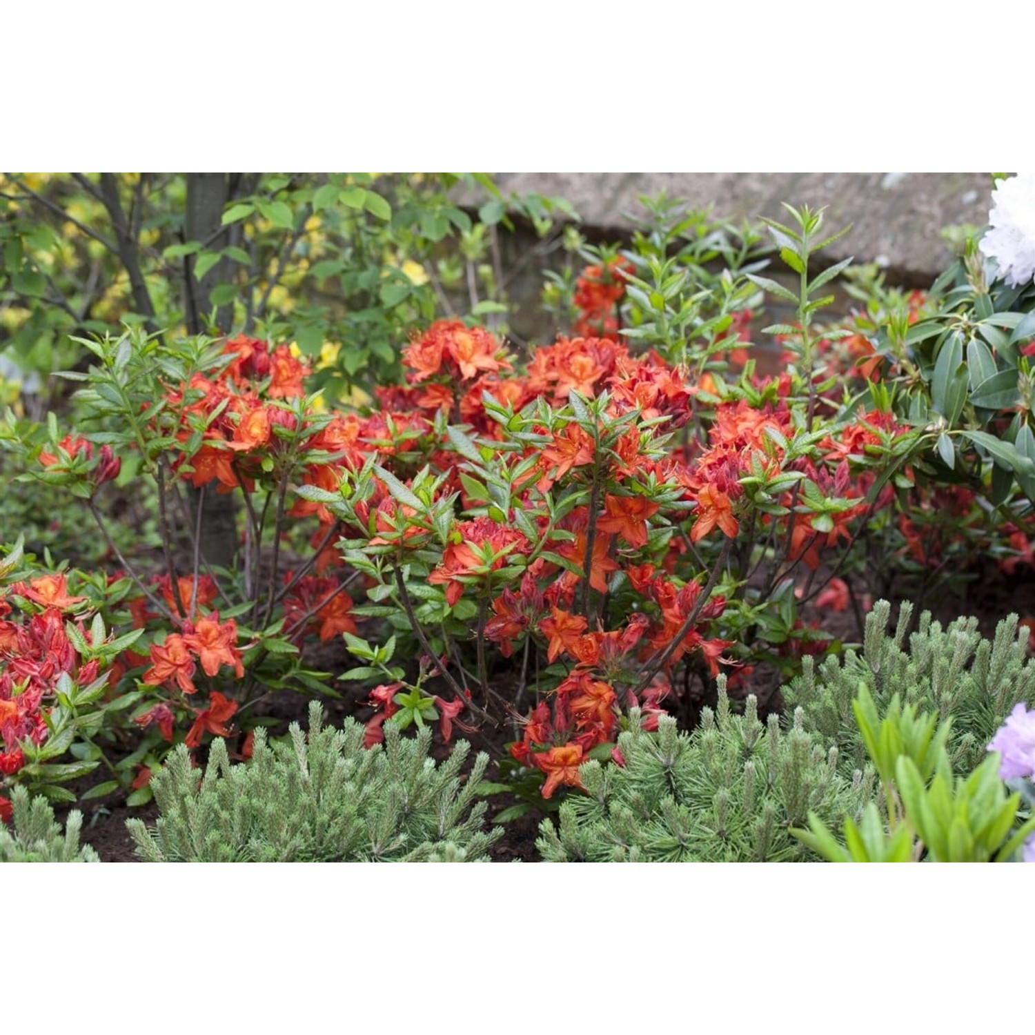 Rhododendron Luteum Parkfeuer Gelb-Orange 40–50 cm Rhododendron Luteum Parkfeuer Gelb-Orange 40–50 cm von Pflanzen für dich