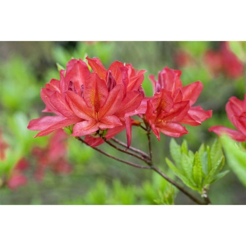 Rhododendron Luteum Tunis Gelb 40–50 cm von Pflanzen für dich