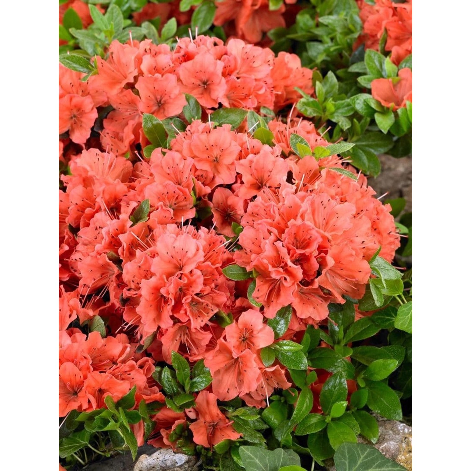 Rhododendron Obt. Geisha Orange Orange Blüten 25–30 cm von Pflanzen für dich