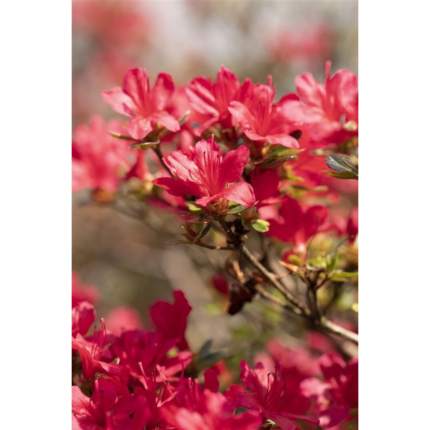Rhododendron Obt. Hino-Crimson Leuchtend Rot 30–40 cm Rhododendron Obt. Hino-Crimson Leuchtend Rot 30–40 cm von Pflanzen für dich