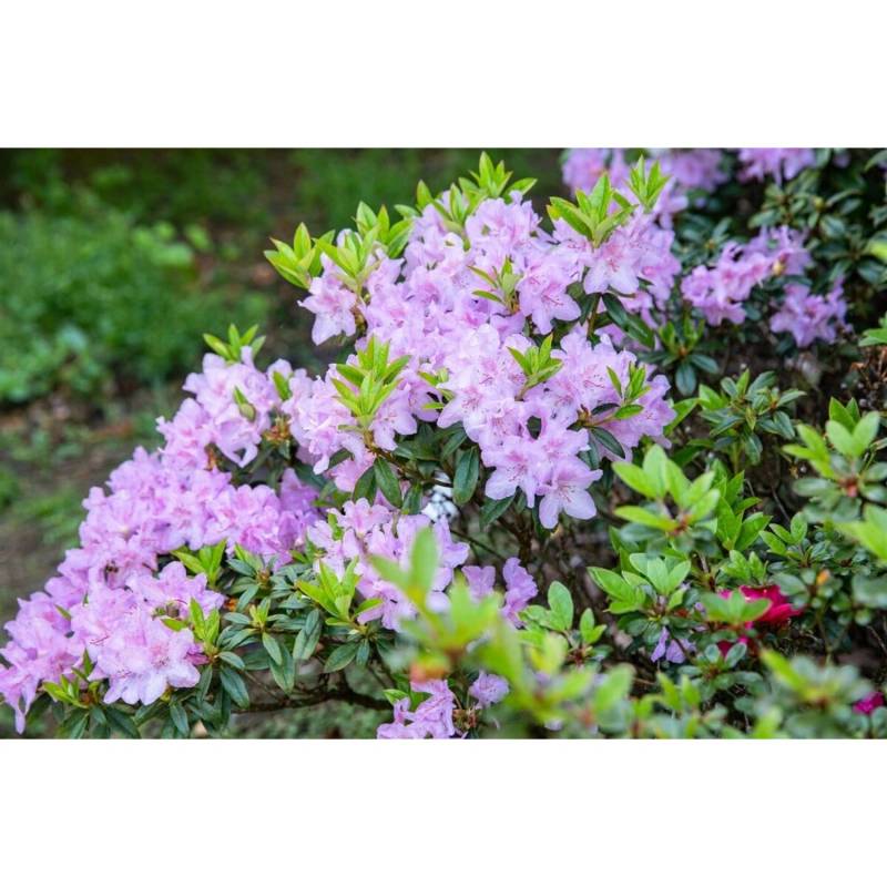 Rhododendron Obtusum Blue Danube Azalee Blauviolett 20–25 cm von Pflanzen für dich