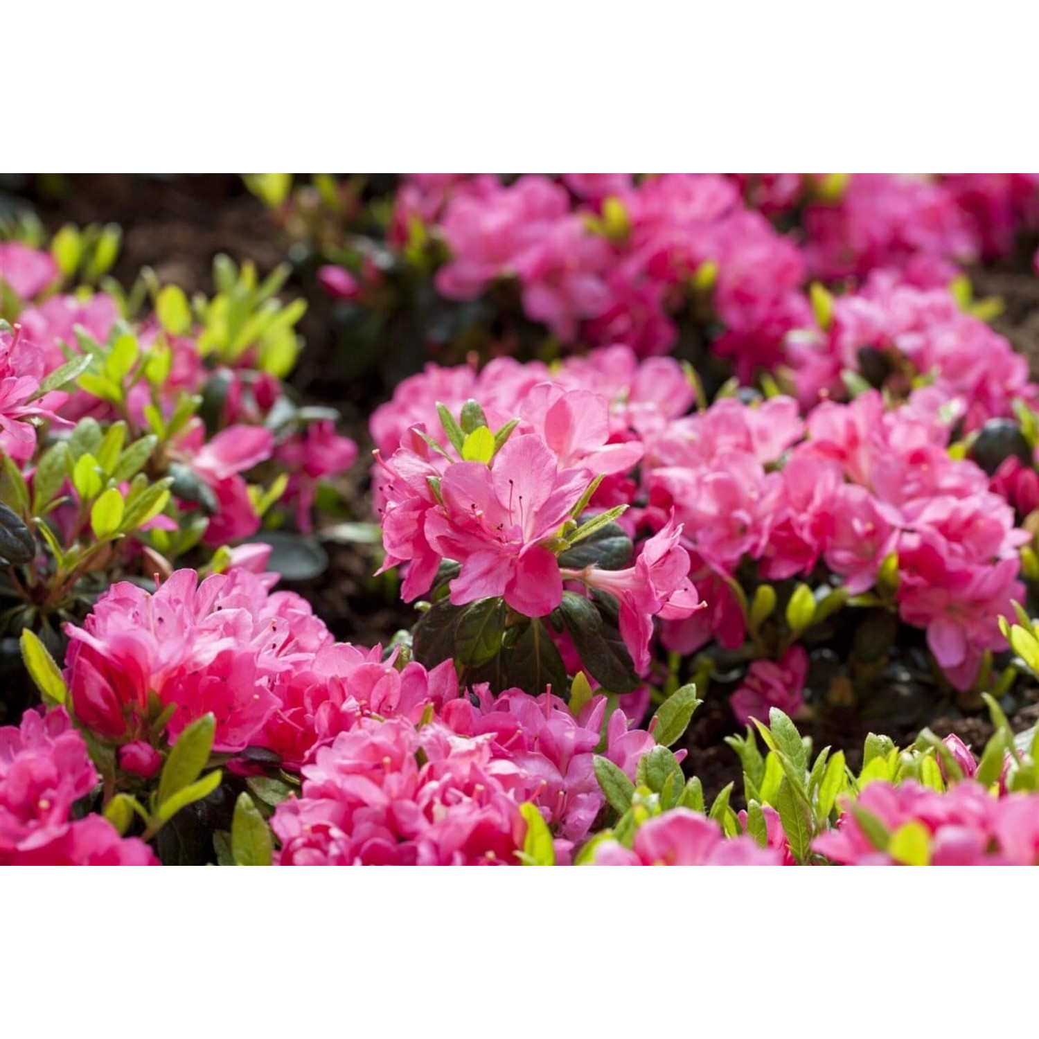 Rhododendron Obtusum Canzonetta Leuchtend Rosa 40–50 cm von Pflanzen für dich
