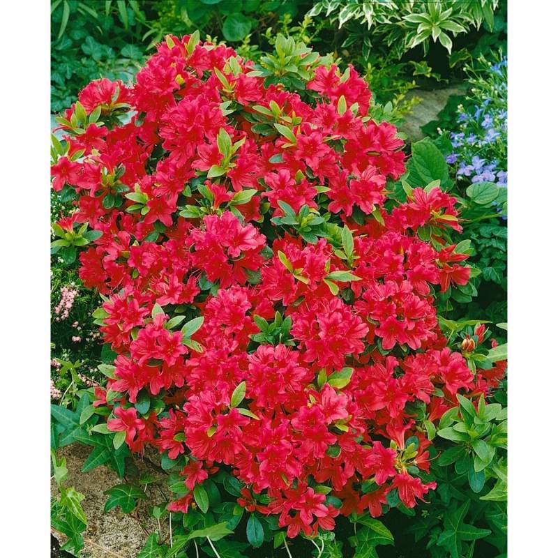 Rhododendron Obtusum Geisha Red Azalee Leuchtend Rot 20–25 cm von Pflanzen für dich
