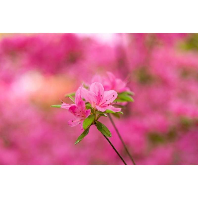 Rhododendron Obtusum Hinomayo Azalee Rosa Blüten 20–25 cm von Pflanzen für dich