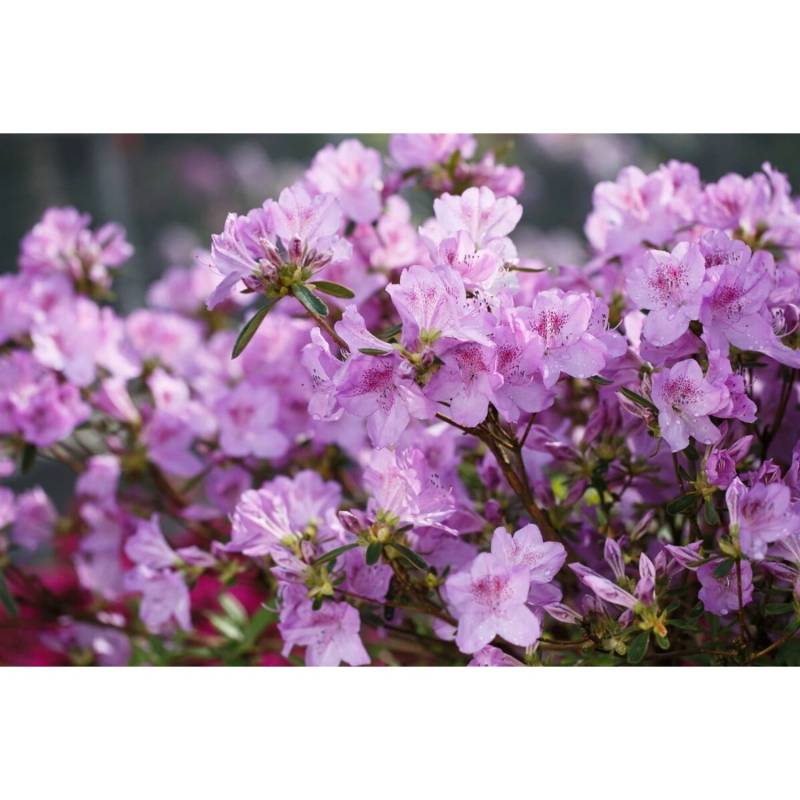 Rhododendron Obtusum Ledikanense Azalee Lila 15–20 cm von Pflanzen für dich