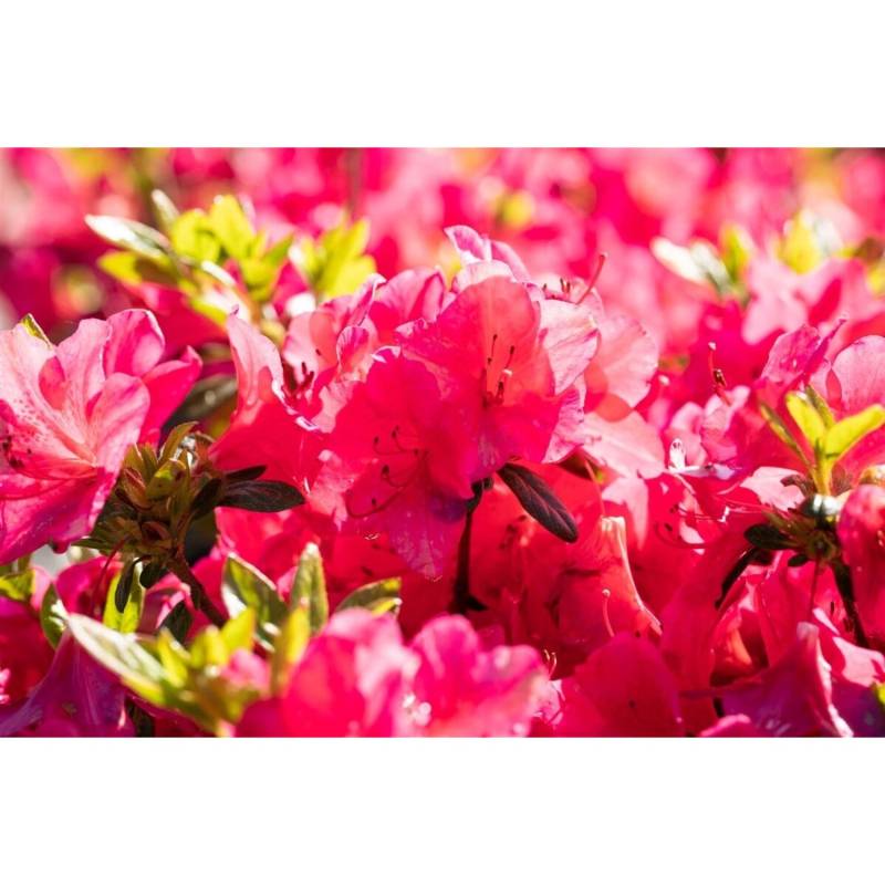 Rhododendron Obtusum Little Red Leuchtend Rot 25–30 cm von Pflanzen für dich