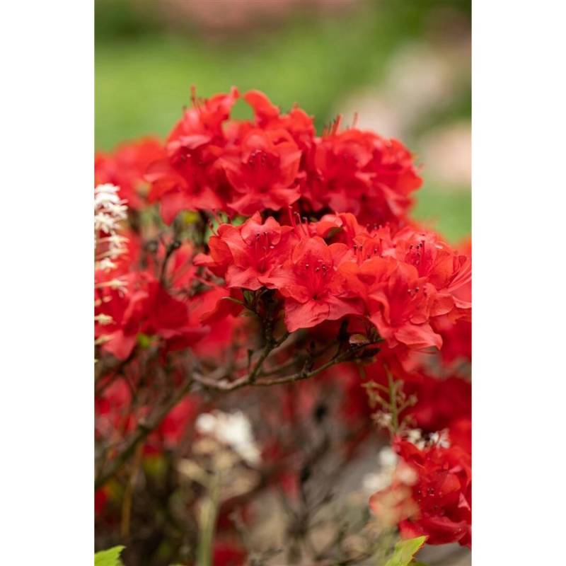 Rhododendron Obtusum Maraschino Azalee Rot 25–30 cm von Pflanzen für dich