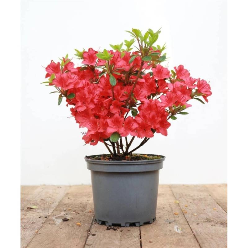 Rhododendron Obtusum Maruschka Rot 20–25 cm von Pflanzen für dich
