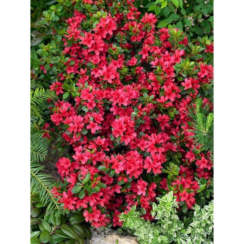 Rhododendron Obtusum Muttertag Azalee Rot 20–25 cm von Pflanzen für dich