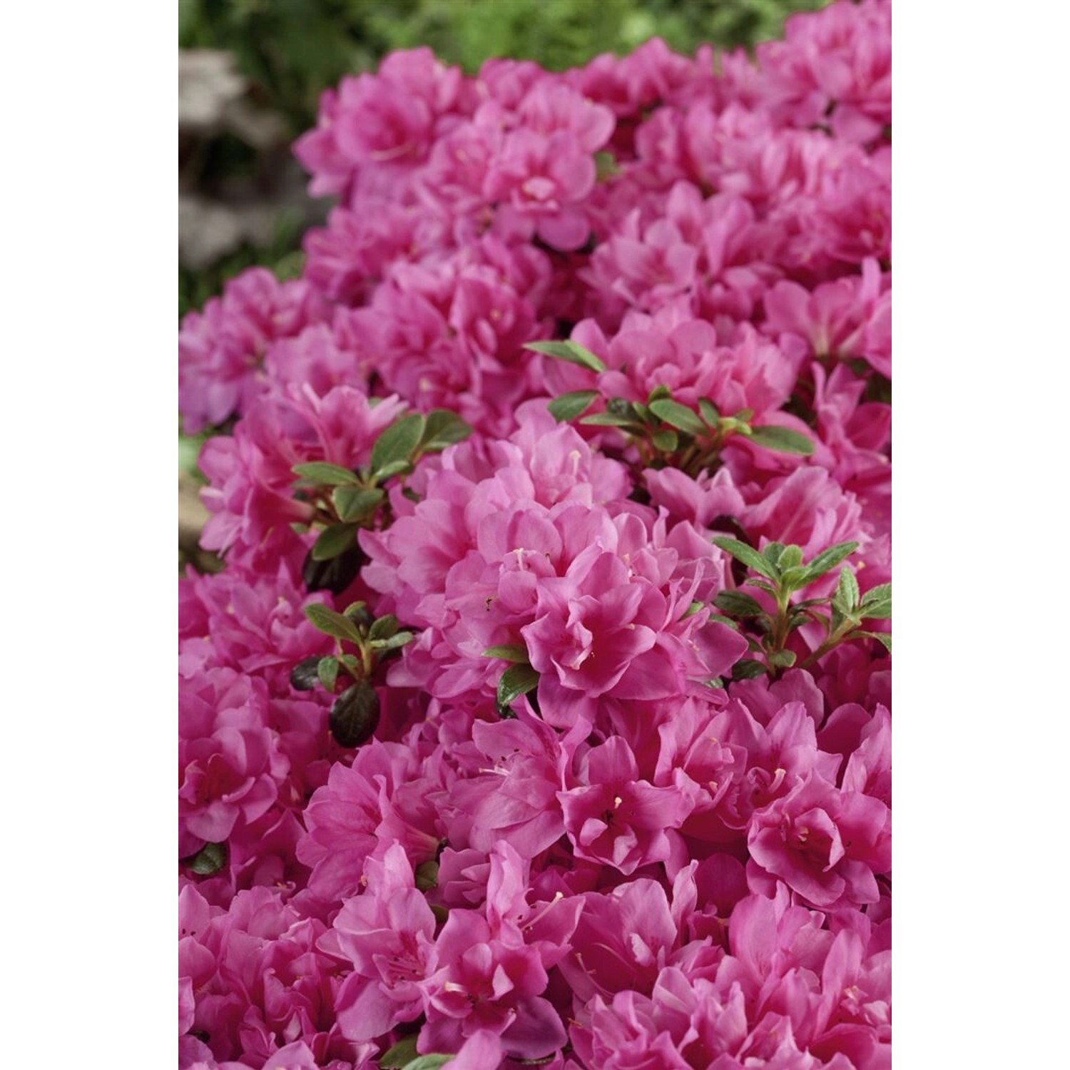 Rhododendron Obtusum Petticoat Azalee Rosa 30–40 cm von Pflanzen für dich