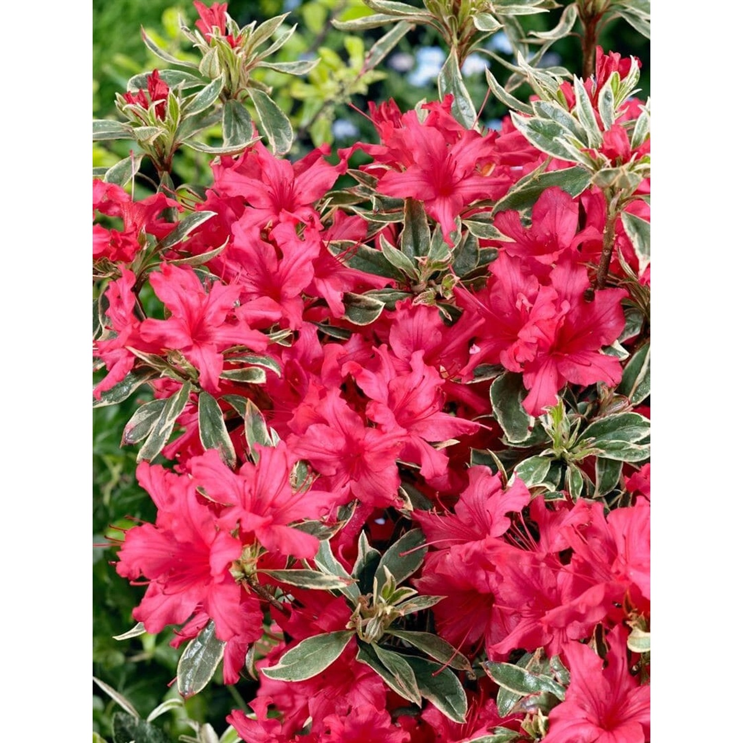 Rhododendron Obtusum Silver Sword Azalee Silber-Grün 20–25 cm von Pflanzen für dich