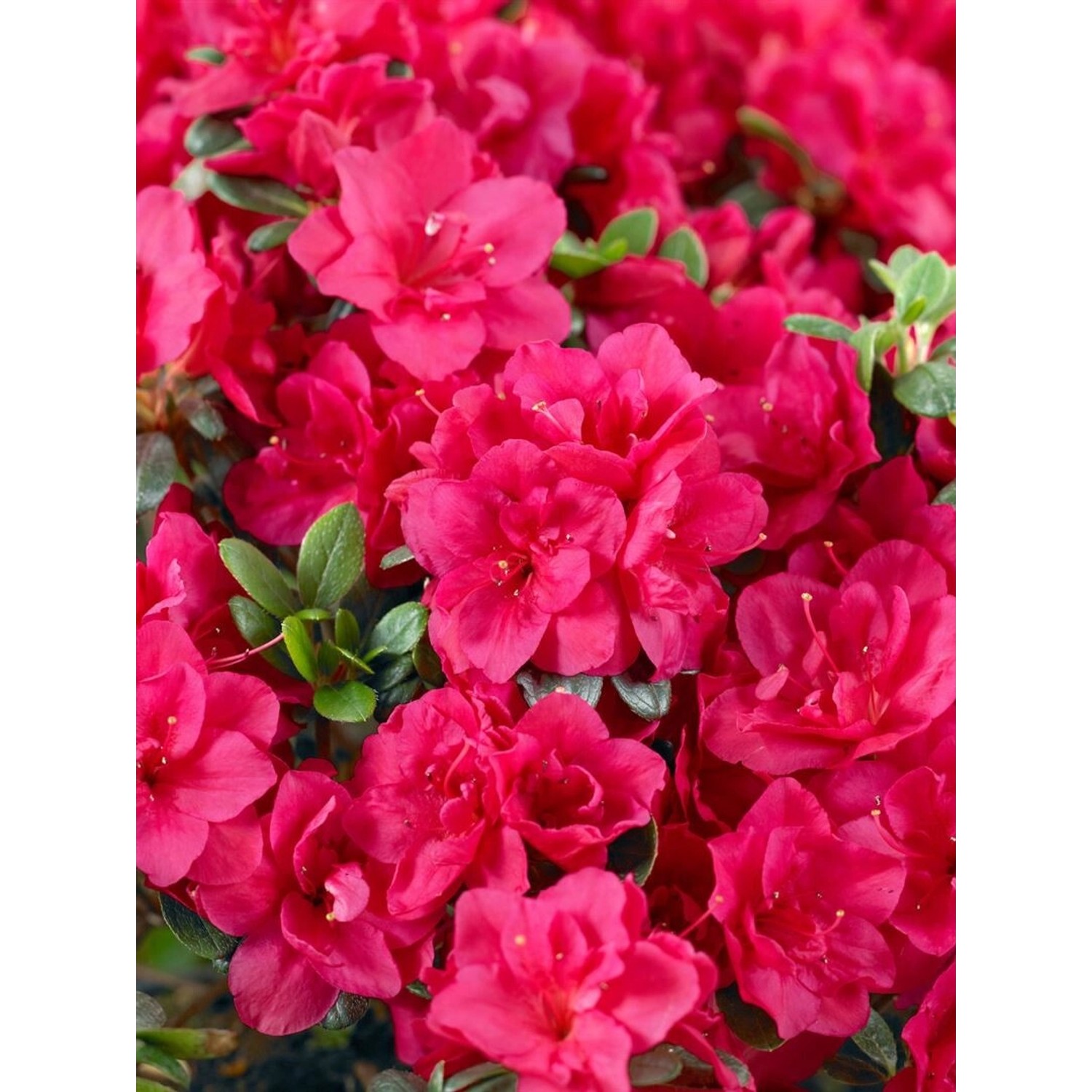 Rhododendron Obtusum Stopplicht Azalee Leuchtend Rot 20–25 cm von Pflanzen für dich