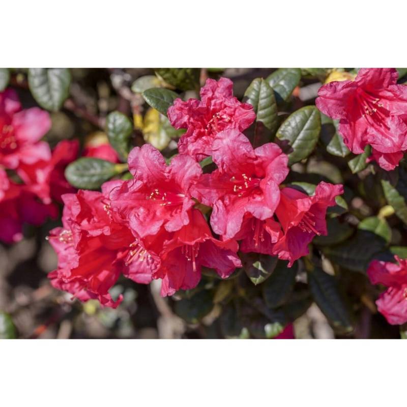 Rhododendron Repens Abendrot Leuchtend Rot 20–25 cm von Pflanzen für dich