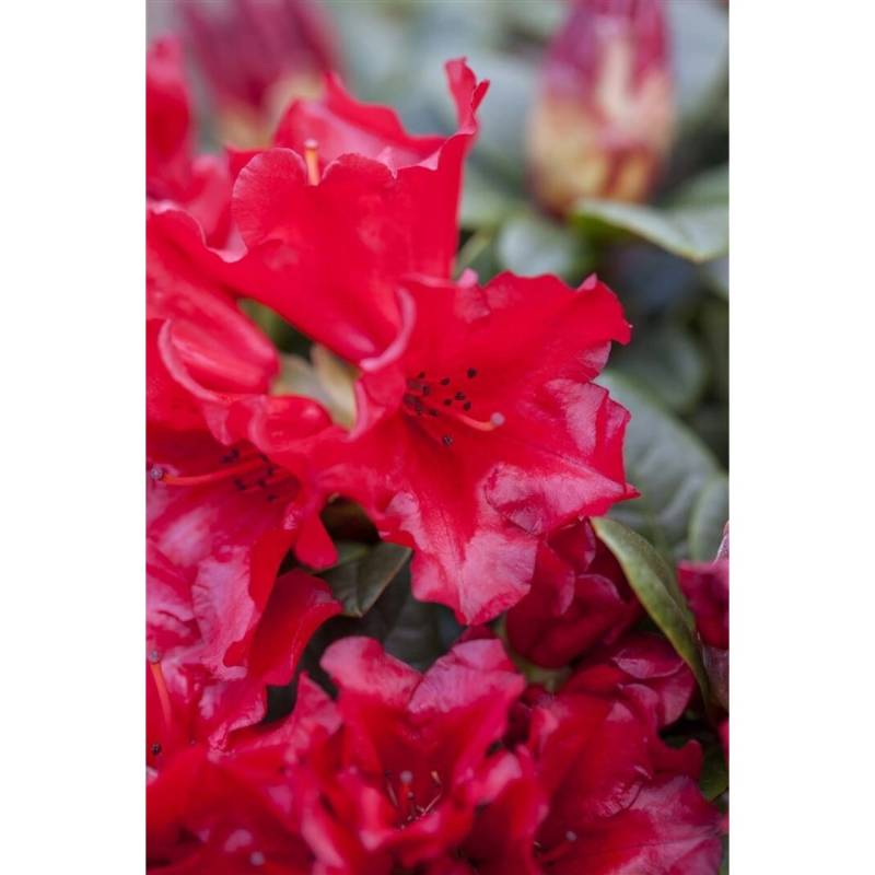Rhododendron Repens Bengal Leuchtend Rot 20–25 cm Rhododendron Repens Bengal Leuchtend Rot 20–25 cm von Pflanzen für dich