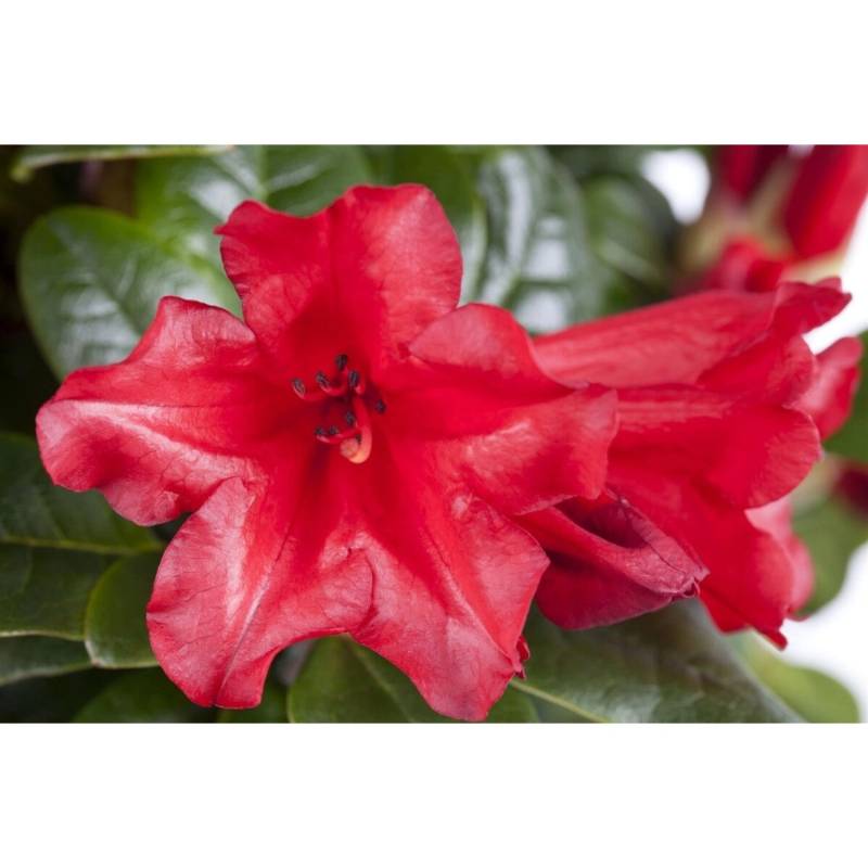 Rhododendron Repens Scarlet Wonder Leuchtend Rot 15–20 cm Rhododendron Repens Scarlet Wonder Leuchtend Rot 15–20 cm von Pflanzen für dich