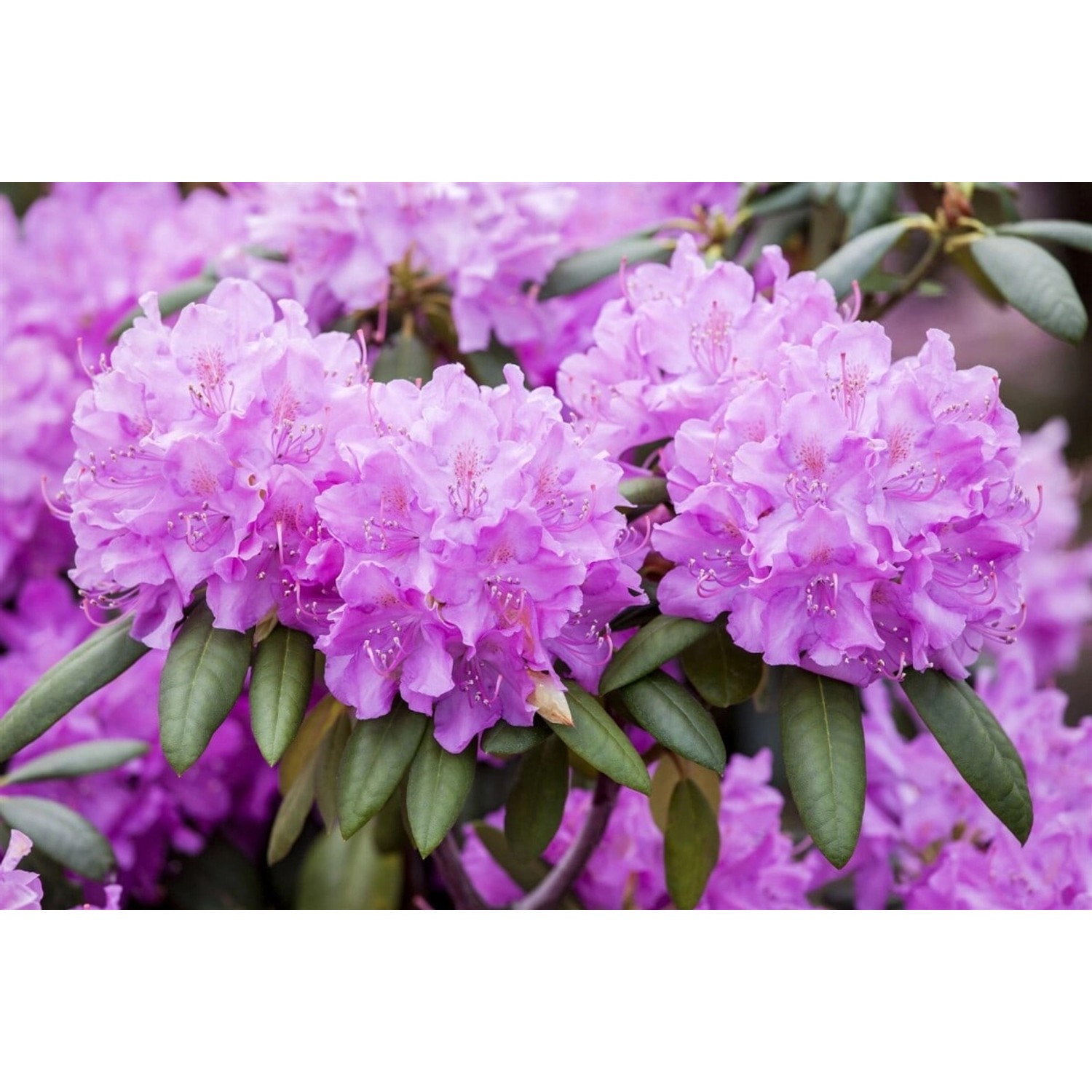 Rhododendron Roseum Elegans Rosa Blüten 70–80 cm Rhododendron Roseum Elegans Rosa Blüten 70–80 cm von Pflanzen für dich