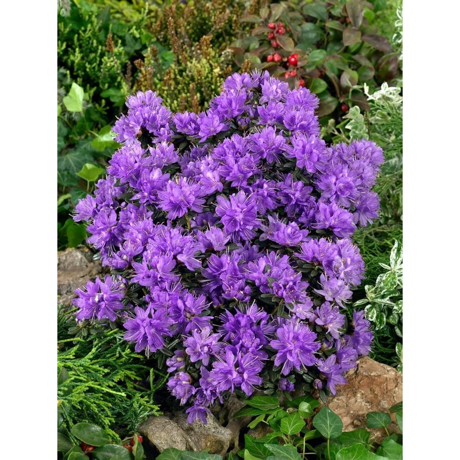 Rhododendron Russatum Purple Pillow Lila 30–40 cm Rhododendron Russatum Purple Pillow Lila 30–40 cm von Pflanzen für dich