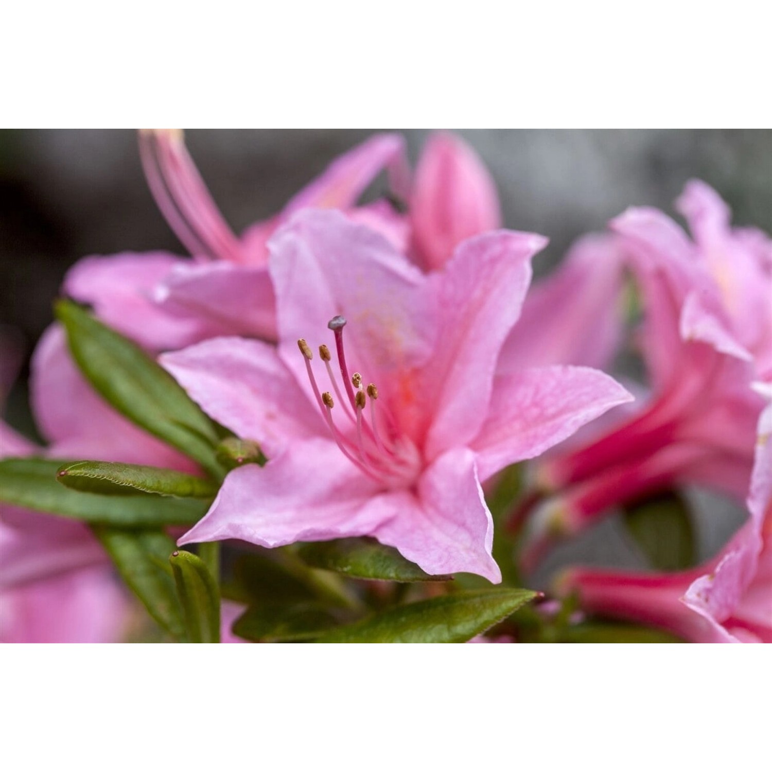 Rhododendron Viscosum Jolie Madame Sumpf-Rhododendron Rosa 50–60 cm von Pflanzen für dich
