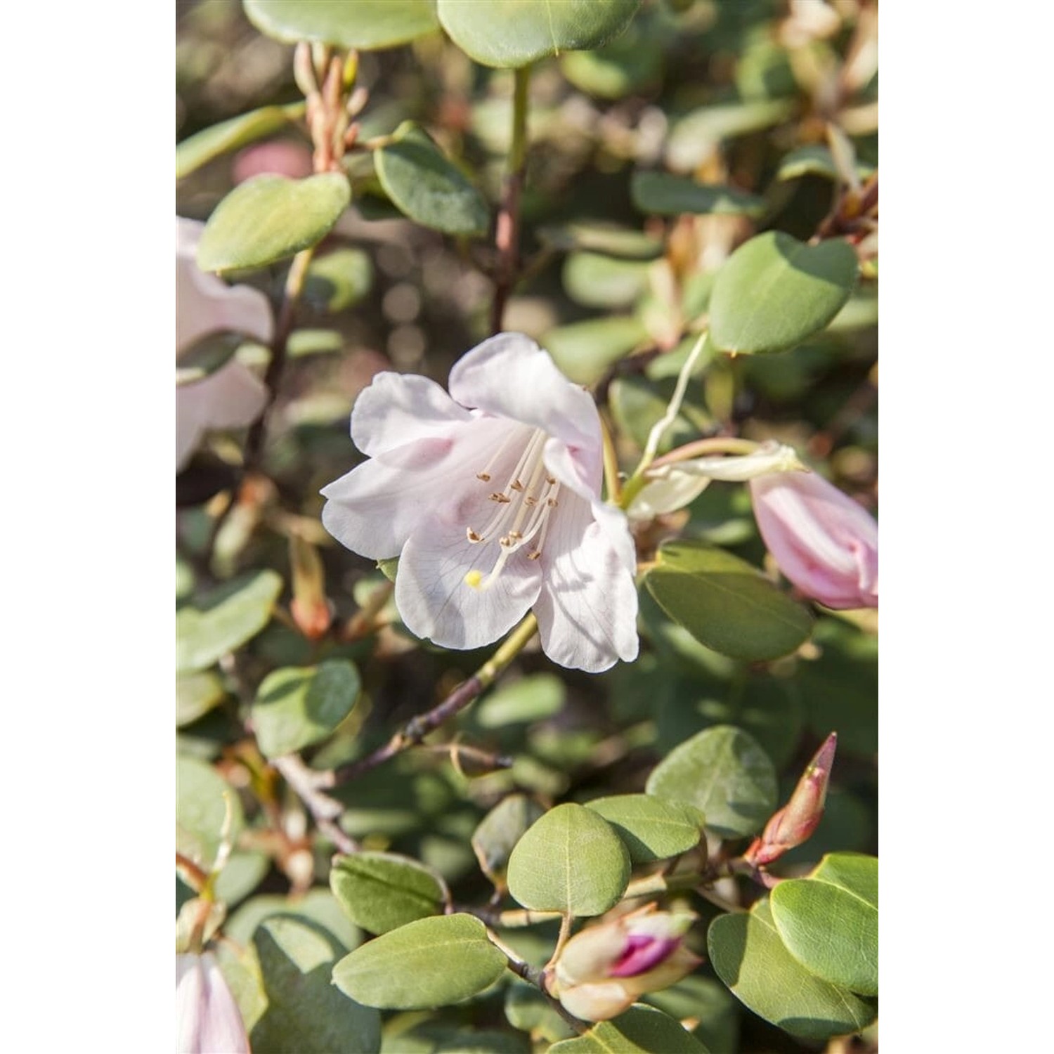 Rhododendron Williamsianum Wildart Rosa Blüten 30–40 cm von Pflanzen für dich