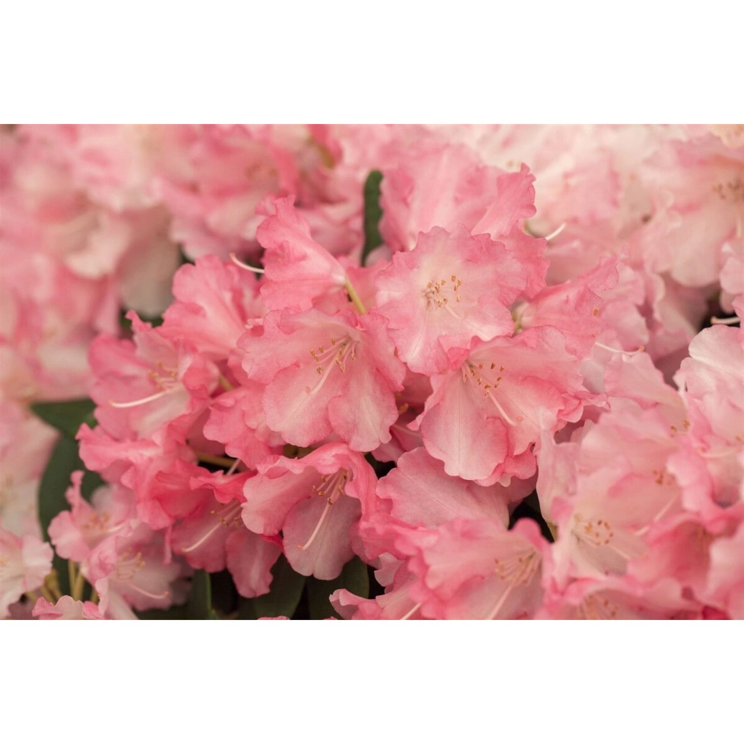 Rhododendron Yak. Marlis Rhododendron Rosa Blüten 20–25 cm von Pflanzen für dich