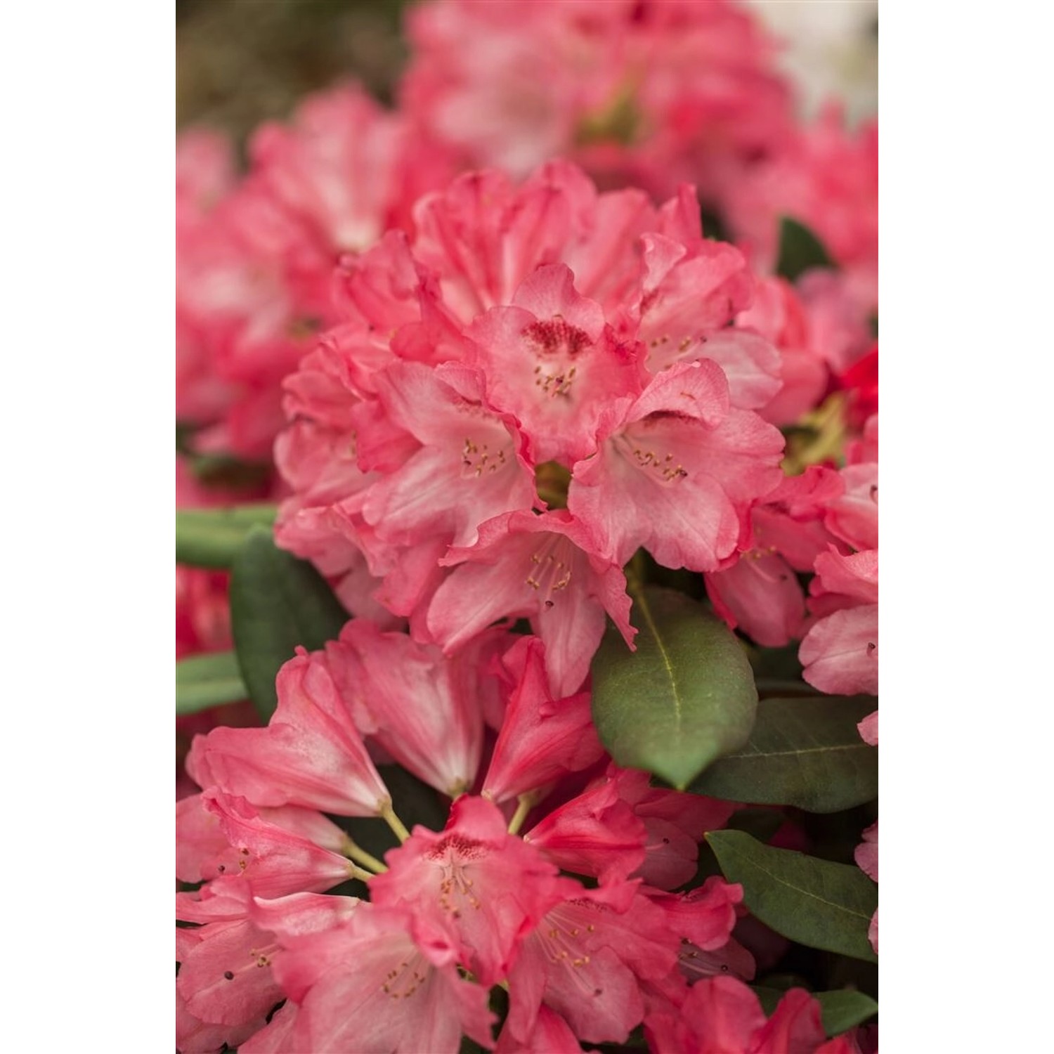 Rhododendron Yak. Sneezy Rosa Blüten 80 cm Stammhöhe Rhododendron Yak. Sneezy Rosa Blüten 80 cm Stammhöhe von Pflanzen für dich