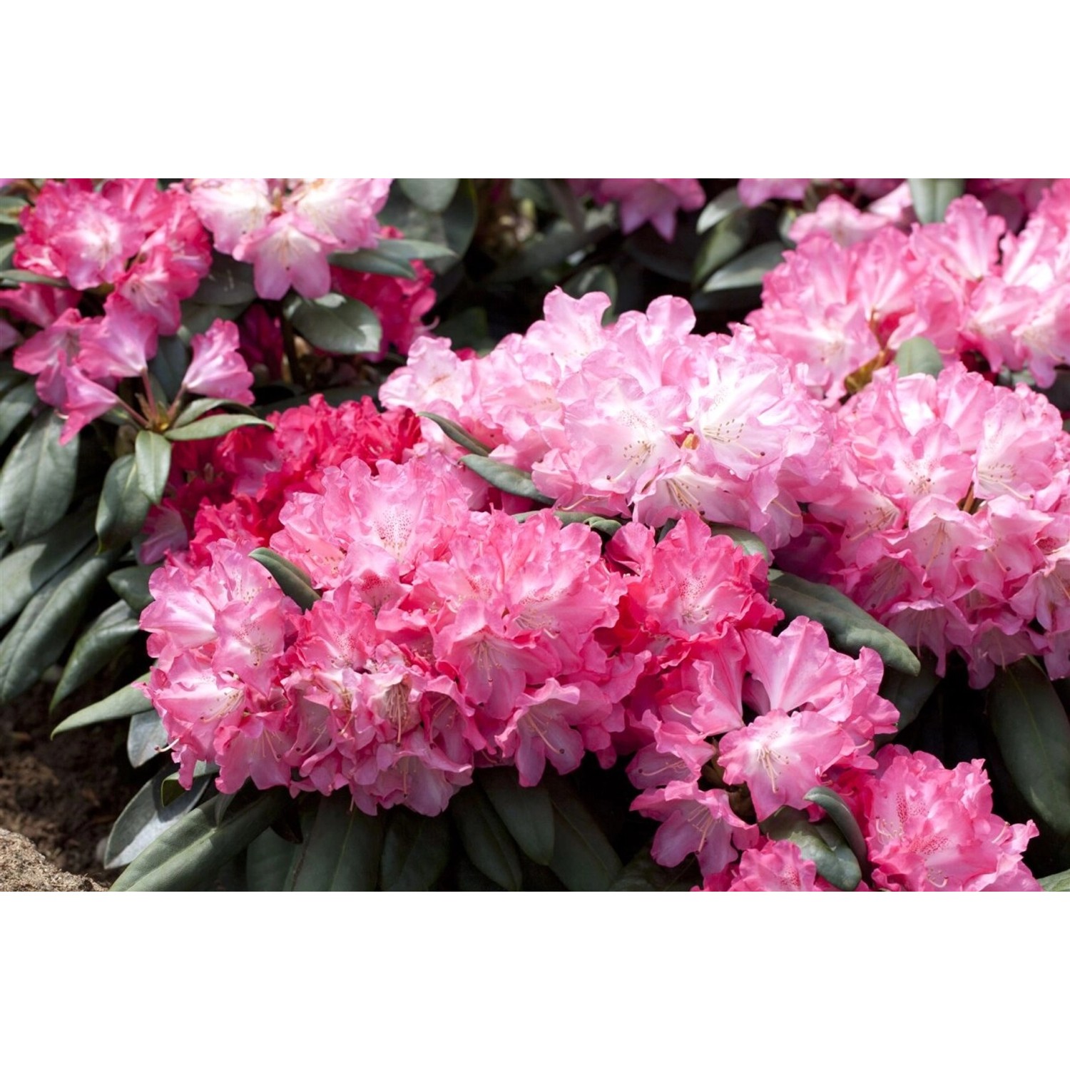 Rhododendron Yakushimanum Anuschka Rosa Blüten 30–40 cm von Pflanzen für dich