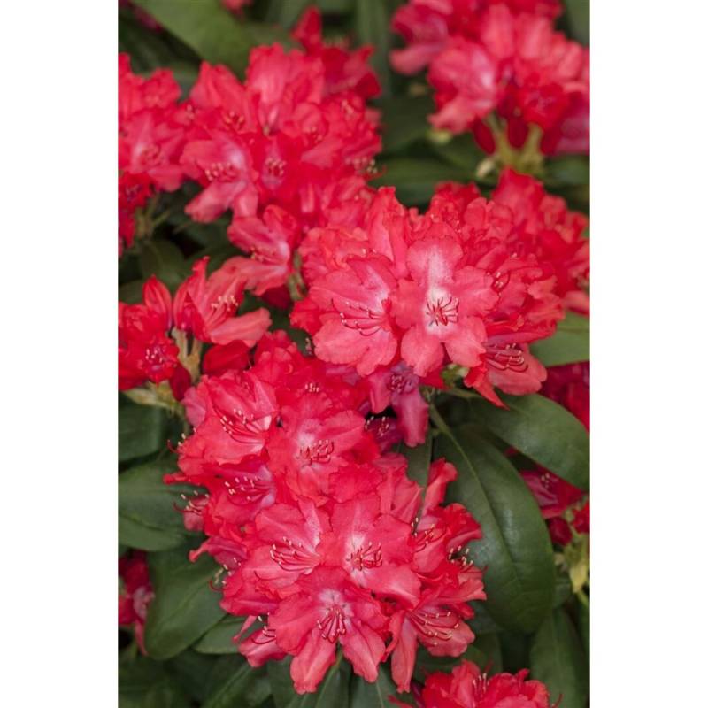 Rhododendron Yakushimanum Astrid Rhododendron Rot 25–30 cm Rhododendron Yakushimanum Astrid Rhododendron Rot 25–30 cm von Pflanzen für dich