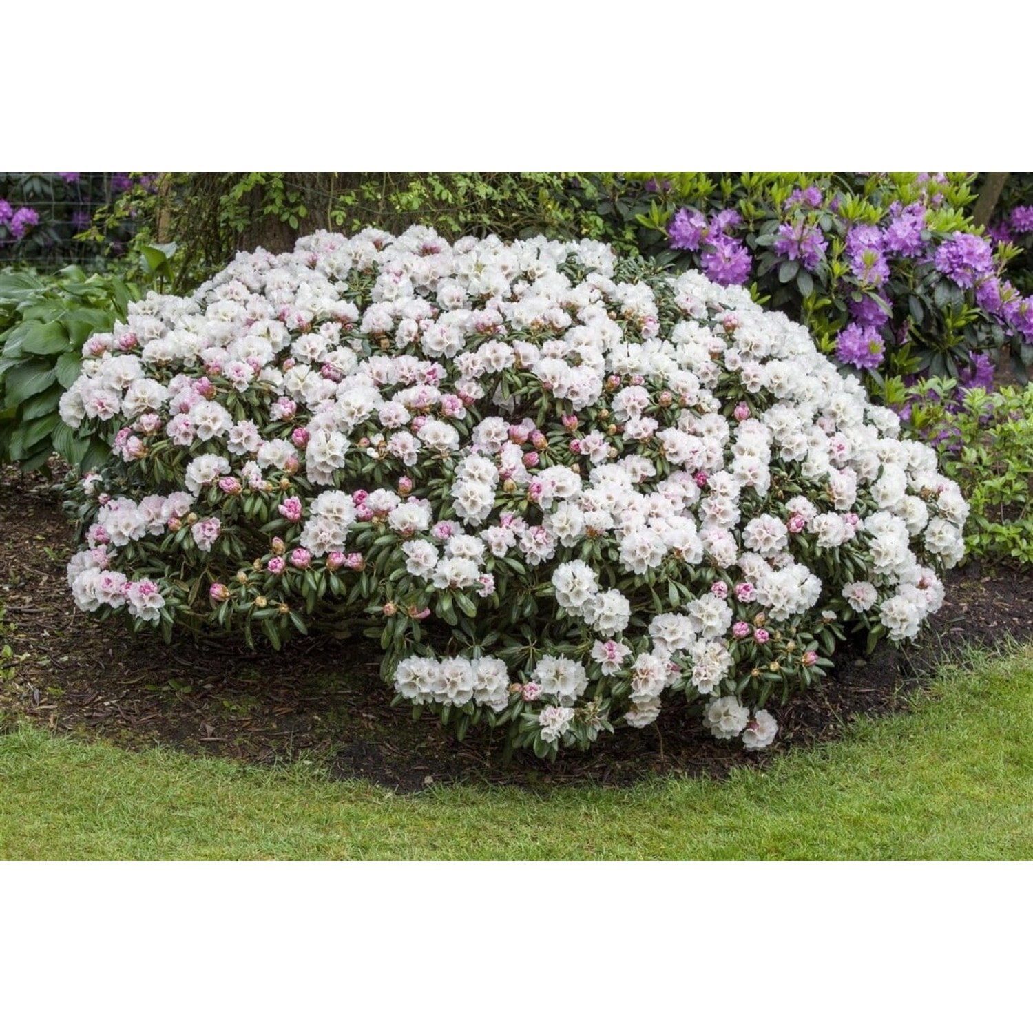 Rhododendron Yakushimanum Dreamland Rosa Blüten 25–30 cm von Pflanzen für dich