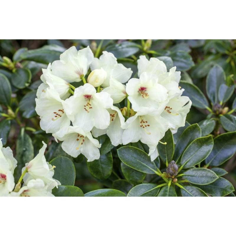 Rhododendron Yakushimanum Flava Gelb 40–50 cm von Pflanzen für dich