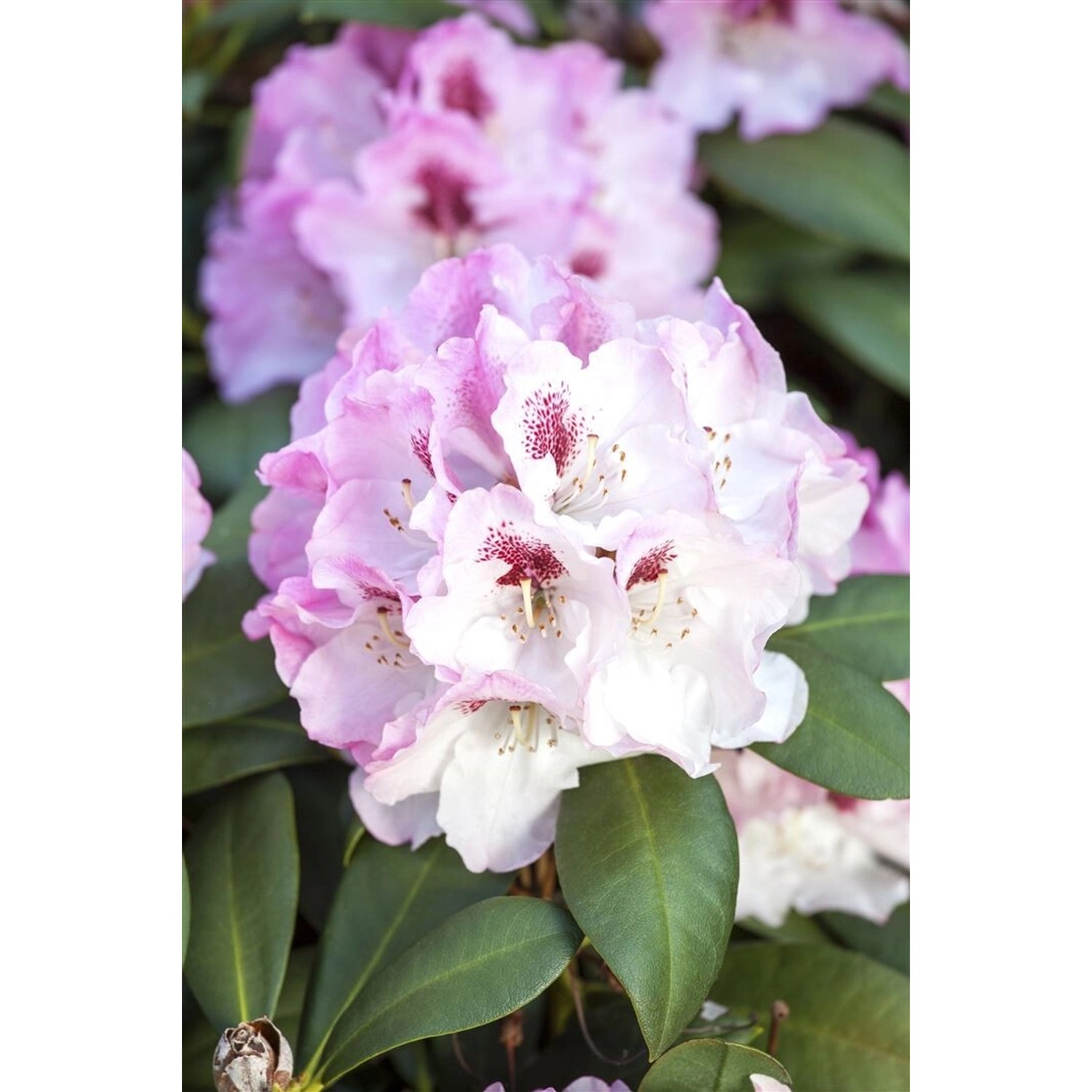 Rhododendron Yakushimanum Nicoletta Rosa Blüten 30–40 cm von Pflanzen für dich
