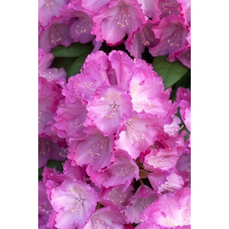 Rhododendron Yakushimanum Polaris Immergrün Rosa Blüten 25–30 cm von Pflanzen für dich