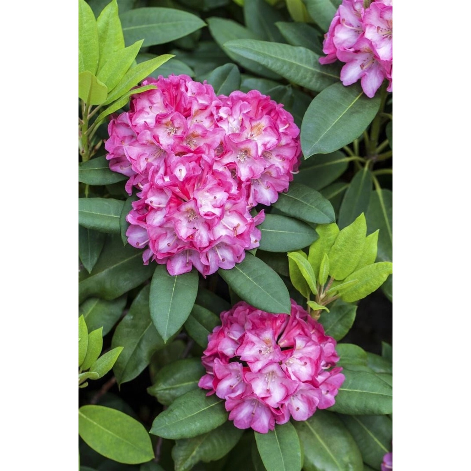 Rhododendron Yakushimanum Tatjana Rosa Blüten 40–50 cm von Pflanzen für dich