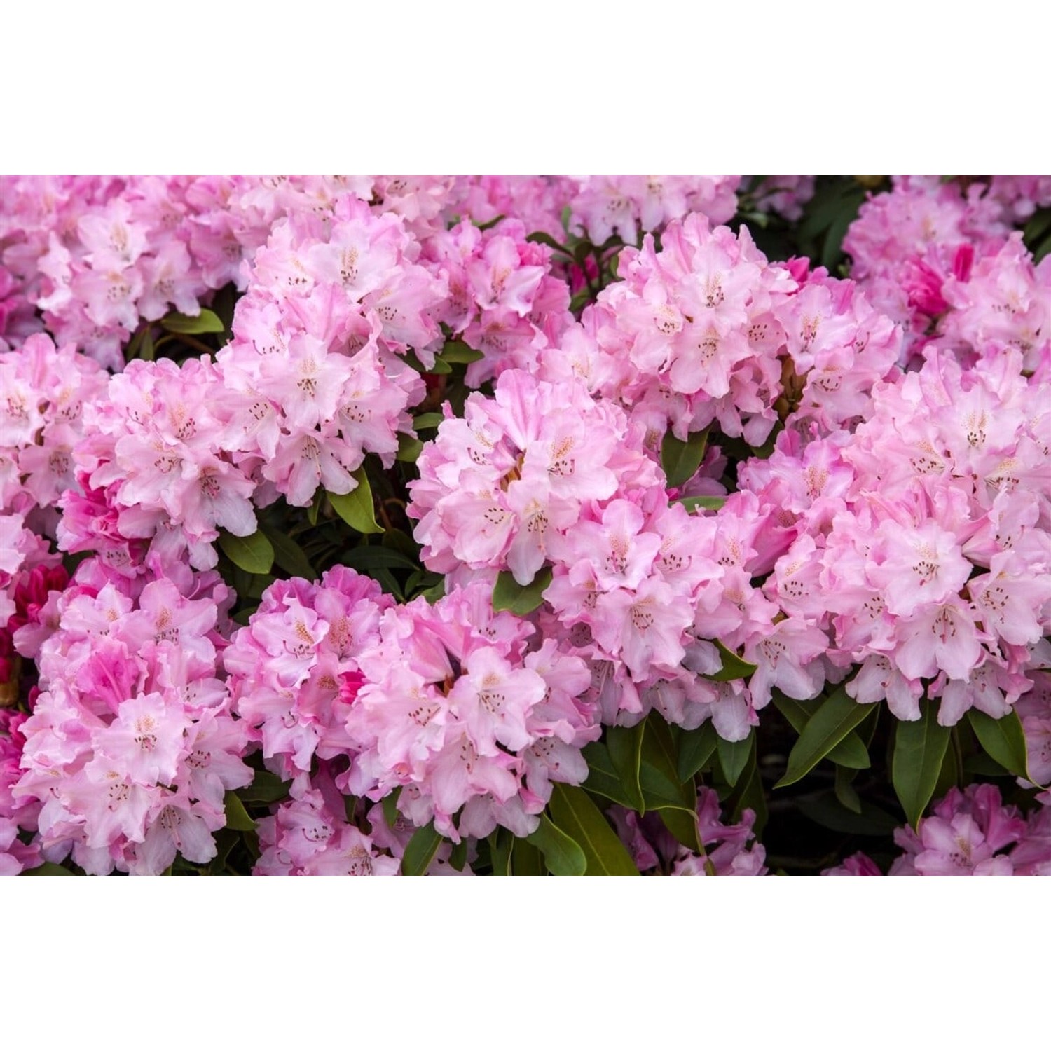 Rhododendron Yakushimanum Tina Heinje Rosa Blüten 20–25 cm von Pflanzen für dich