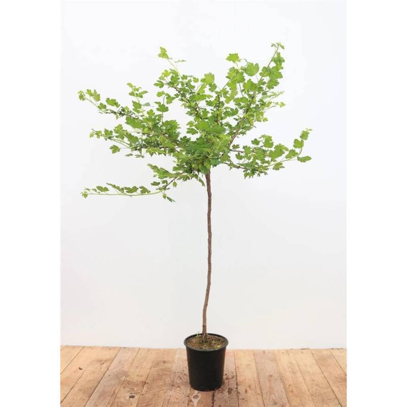 Ribes Uva-Crispa Hinnonmäki Gelb Stachelbeere Gelb 90 Cm Stammhöhe von Pflanzen für dich
