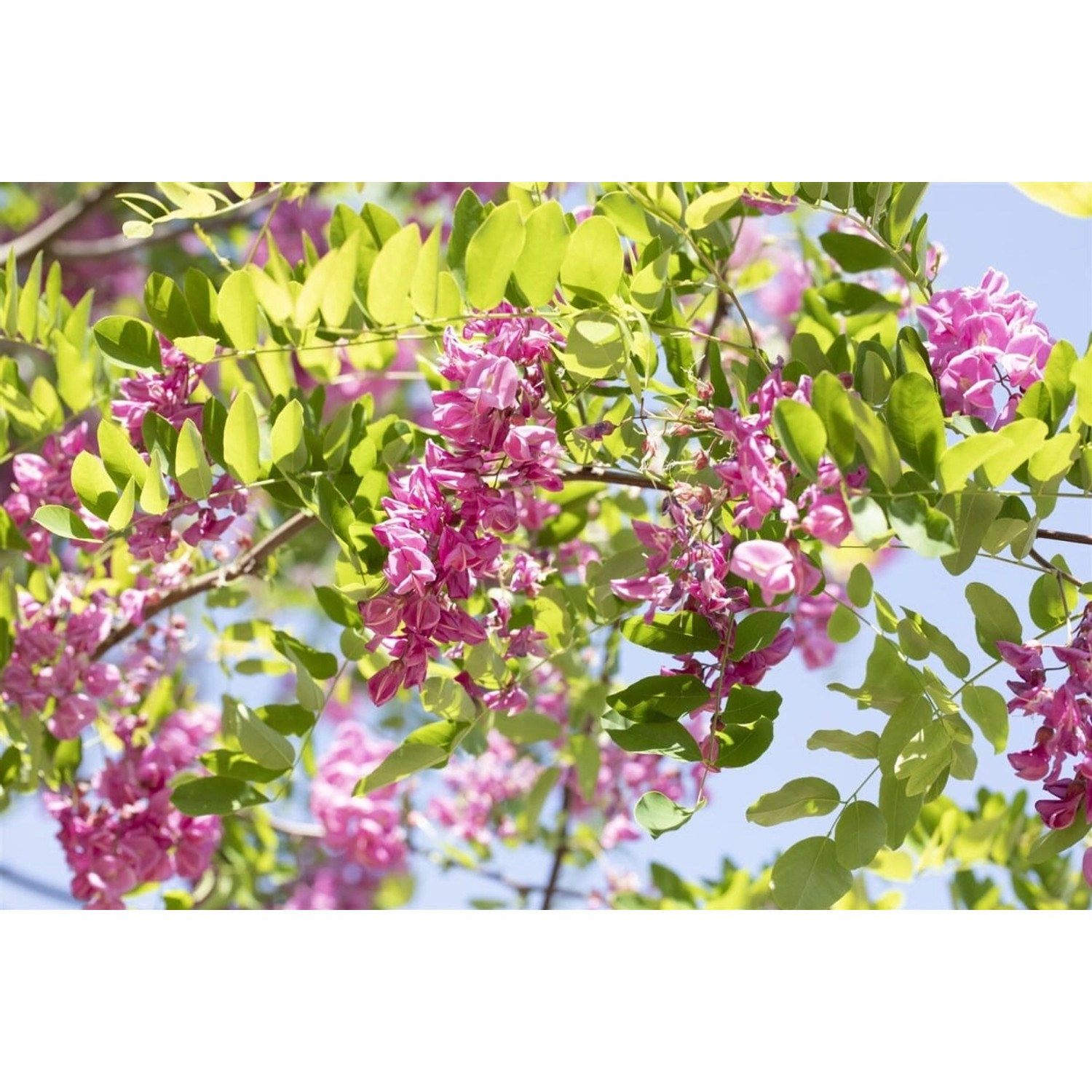 Robinia Hispida Macrophylla Rosa Blüten 100–150 cm Robinia Hispida Macrophylla Rosa Blüten 100–150 cm von Pflanzen für dich